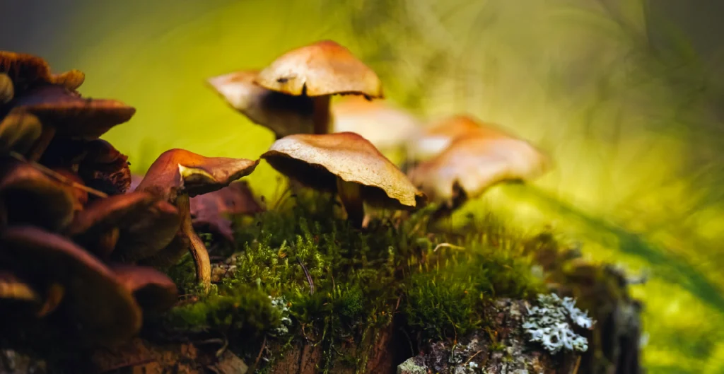 Can You Overdose on Psilocybin?