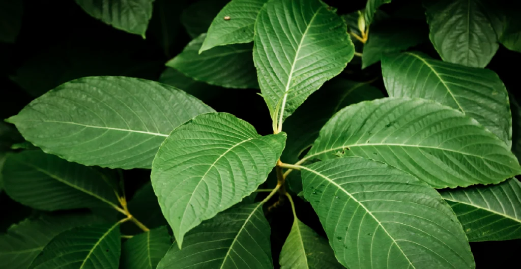 Kratom Addiction- Signs, Effects, and Treatment Options